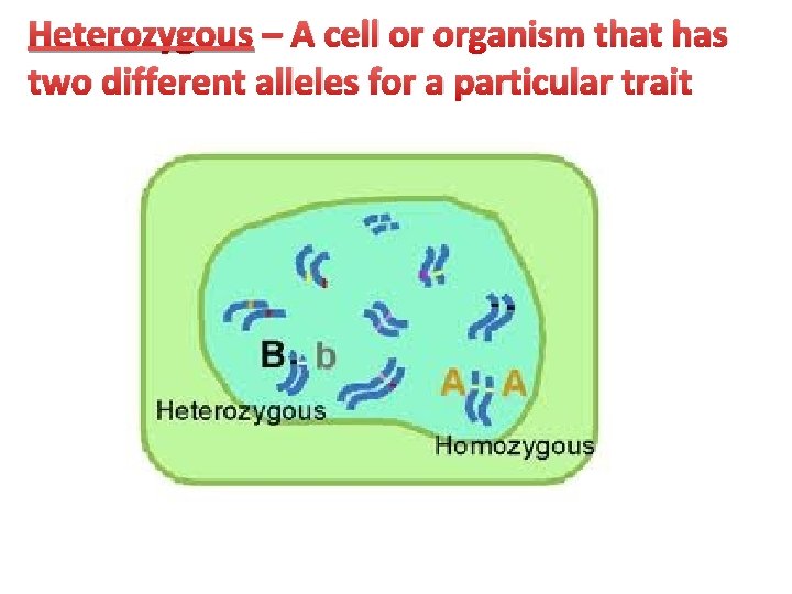 Heterozygous – A cell or organism that has two different alleles for a particular