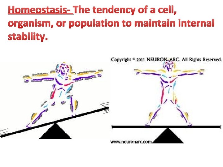 Homeostasis- The tendency of a cell, organism, or population to maintain internal stability. 
