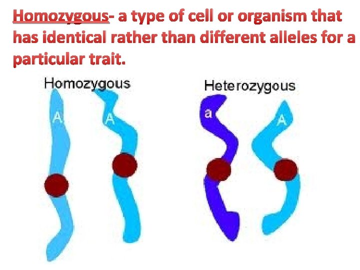 Homozygous- a type of cell or organism that has identical rather than different alleles