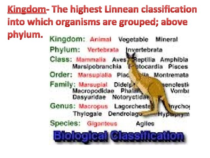 Kingdom- The highest Linnean classification into which organisms are grouped; above phylum. 