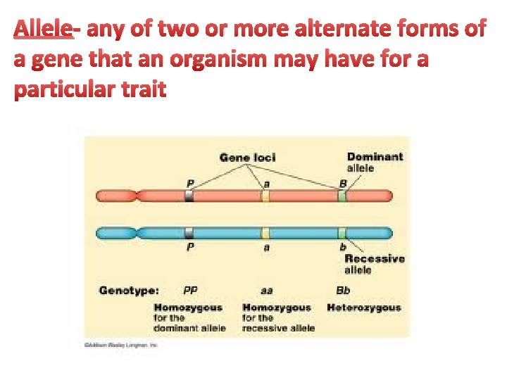 Allele- any of two or more alternate forms of a gene that an organism