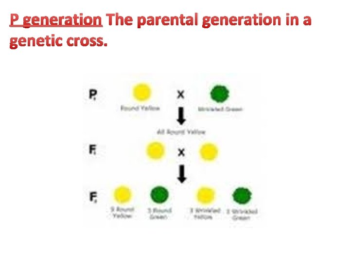 P generation The parental generation in a genetic cross. 