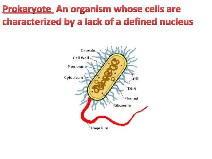 Prokaryote An organism whose cells are characterized by a lack of a defined nucleus