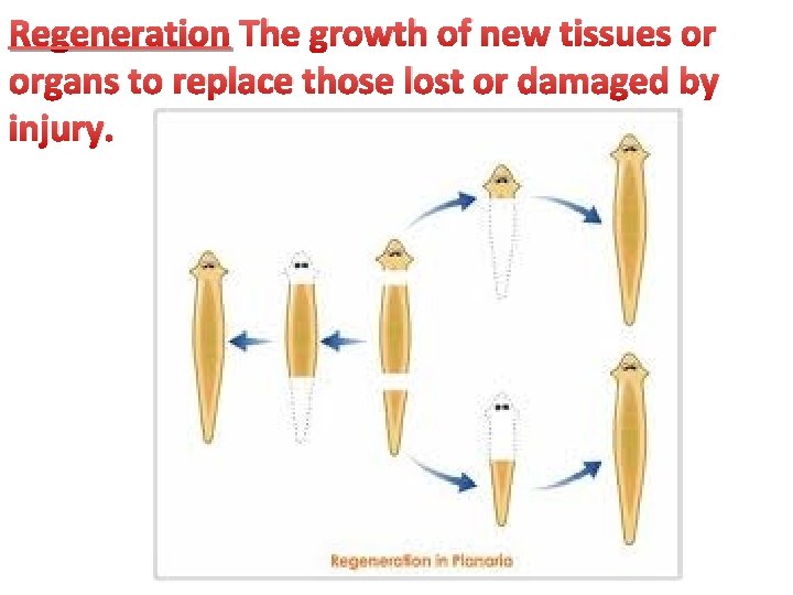 Regeneration The growth of new tissues or organs to replace those lost or damaged