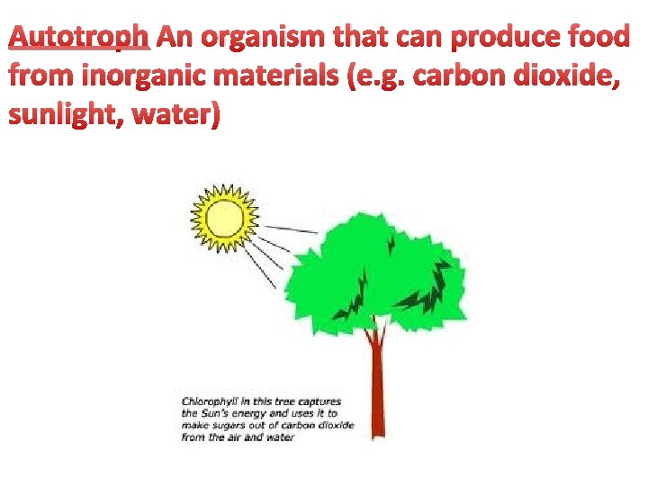 Autotroph An organism that can produce food from inorganic materials (e. g. carbon dioxide,