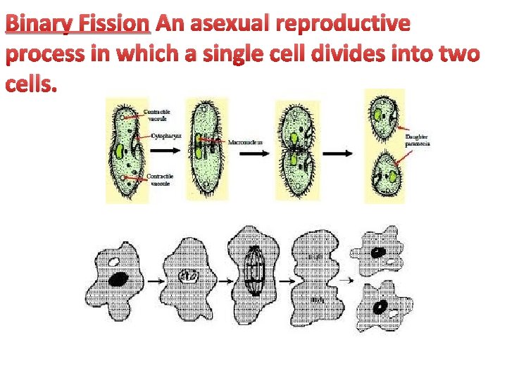 Binary Fission An asexual reproductive process in which a single cell divides into two