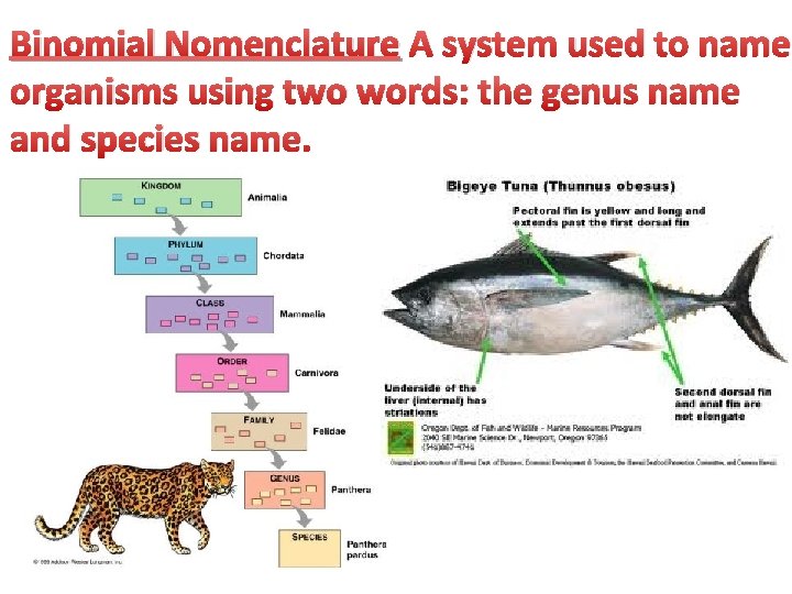 Binomial Nomenclature A system used to name organisms using two words: the genus name