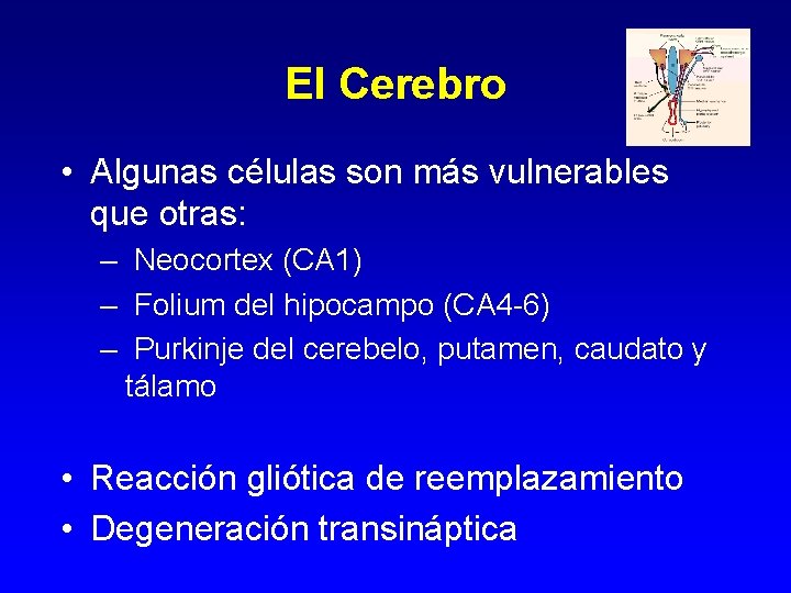 El Cerebro • Algunas células son más vulnerables que otras: – Neocortex (CA 1)