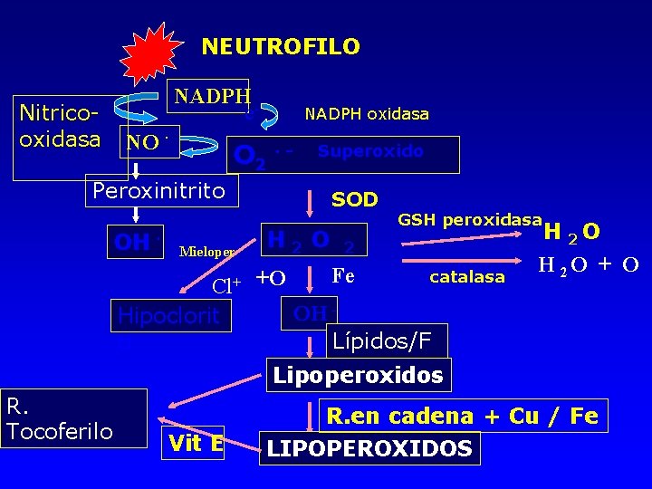 NEUTROFILO Nitricooxidasa NADPH e NO · O 2 NADPH oxidasa ·- Superoxido Peroxinitrito OH
