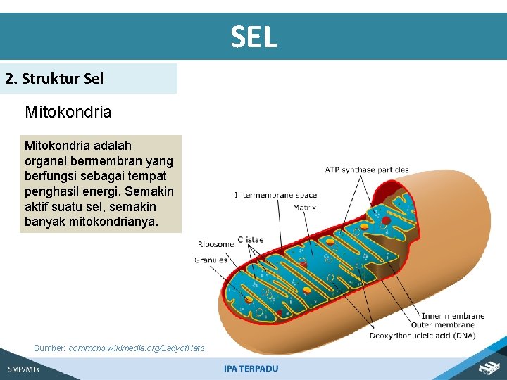 SEL 2. Struktur Sel Mitokondria adalah organel bermembran yang berfungsi sebagai tempat penghasil energi.