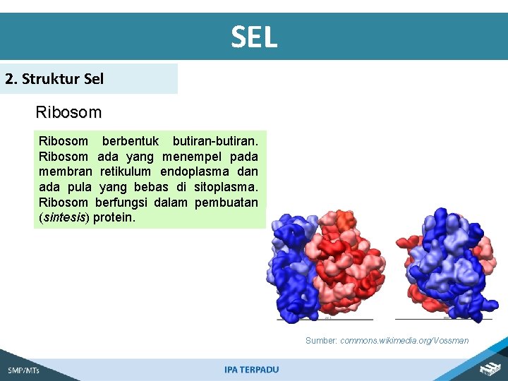 SEL 2. Struktur Sel Ribosom berbentuk butiran-butiran. Ribosom ada yang menempel pada membran retikulum