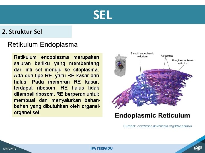 SEL 2. Struktur Sel Retikulum Endoplasma Retikulum endoplasma merupakan saluran berliku yang membentang dari