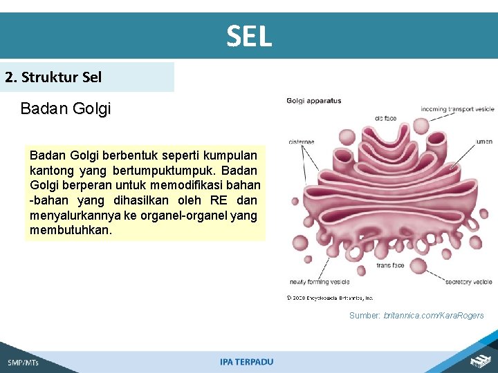 SEL 2. Struktur Sel Badan Golgi berbentuk seperti kumpulan kantong yang bertumpuk. Badan Golgi