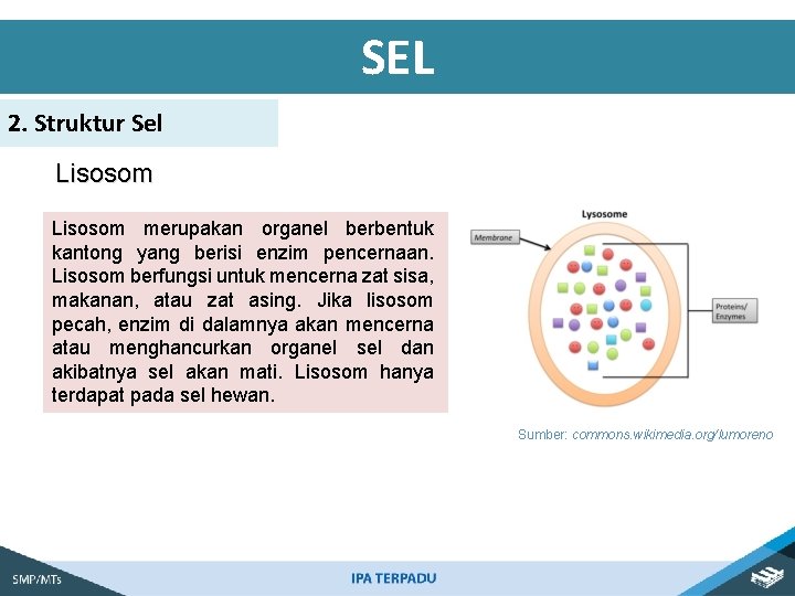 SEL 2. Struktur Sel Lisosom merupakan organel berbentuk kantong yang berisi enzim pencernaan. Lisosom