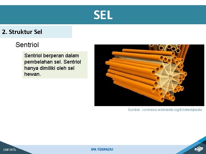 SEL 2. Struktur Sel Sentriol berperan dalam pembelahan sel. Sentriol hanya dimiliki oleh sel