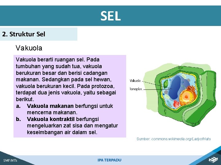 SEL 2. Struktur Sel Vakuola berarti ruangan sel. Pada tumbuhan yang sudah tua, vakuola