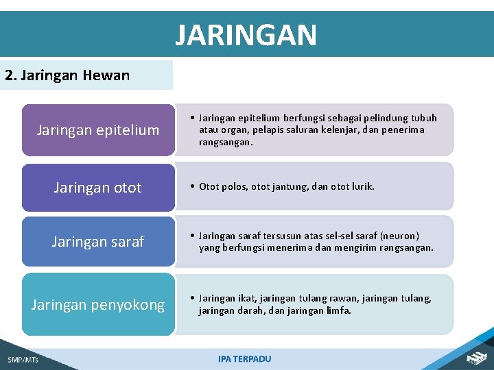 JARINGAN 2. Jaringan Hewan Jaringan epitelium • Jaringan epitelium berfungsi sebagai pelindung tubuh atau