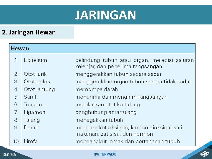 JARINGAN 2. Jaringan Hewan 