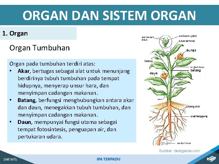 ORGAN DAN SISTEM ORGAN 1. Organ Tumbuhan Organ pada tumbuhan terdiri atas: • Akar,