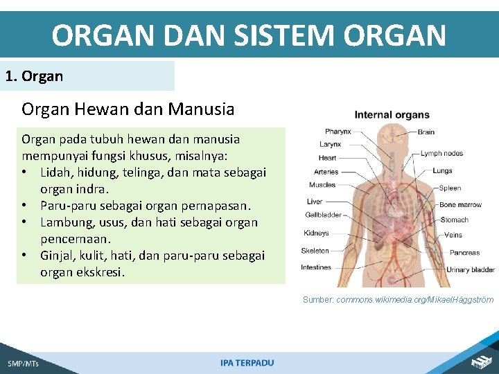 ORGAN DAN SISTEM ORGAN 1. Organ Hewan dan Manusia Organ pada tubuh hewan dan