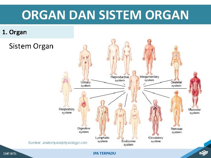 ORGAN DAN SISTEM ORGAN 1. Organ Sistem Organ Sumber: anatomyandphysiologyi. com 