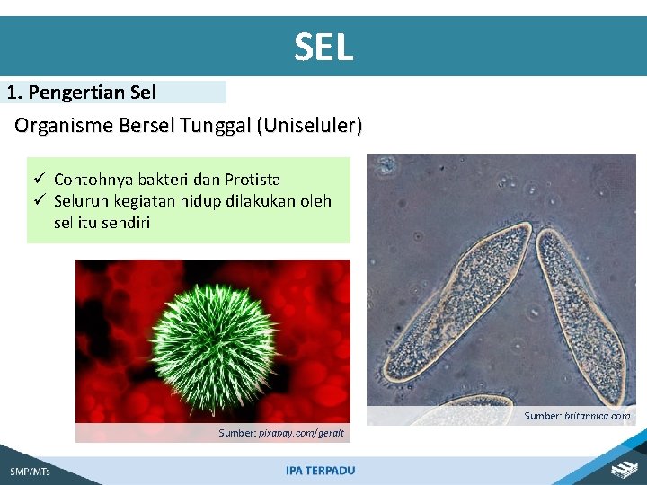 SEL 1. Pengertian Sel Organisme Bersel Tunggal (Uniseluler) ü Contohnya bakteri dan Protista ü