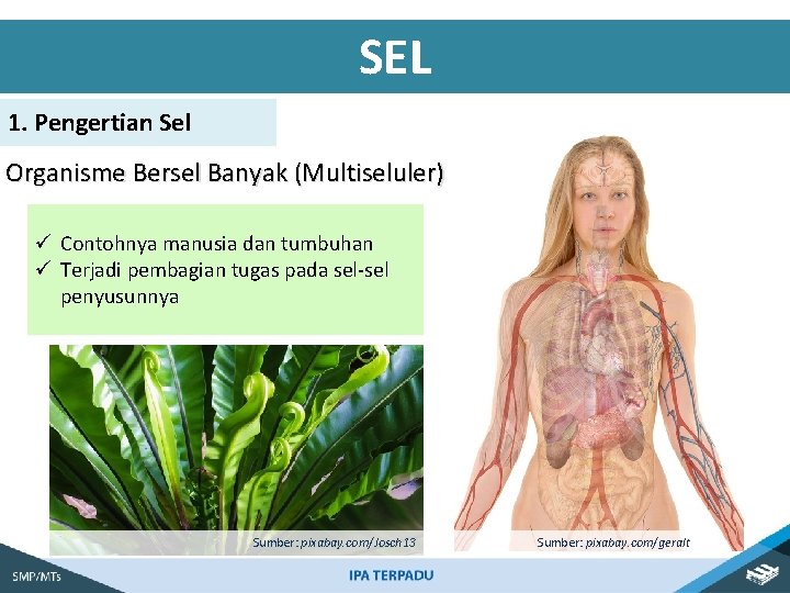 SEL 1. Pengertian Sel Organisme Bersel Banyak (Multiseluler) ü Contohnya manusia dan tumbuhan ü