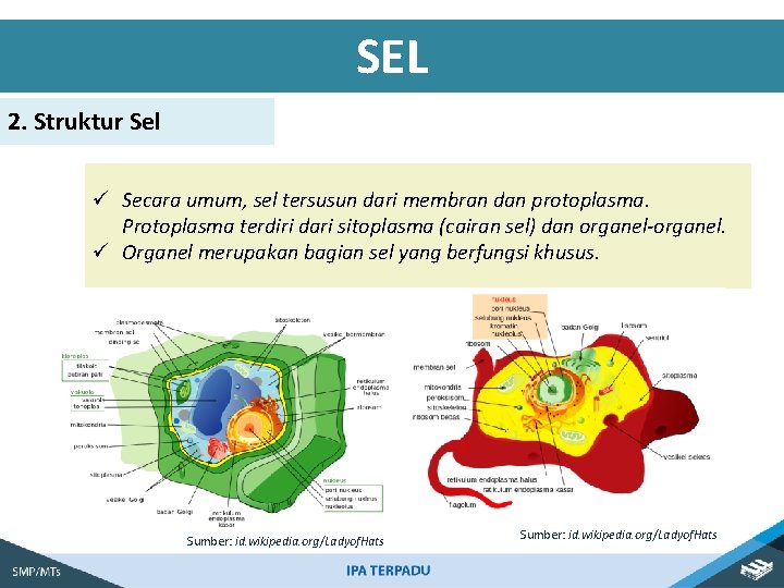 SEL 2. Struktur Sel ü Secara umum, sel tersusun dari membran dan protoplasma. Protoplasma
