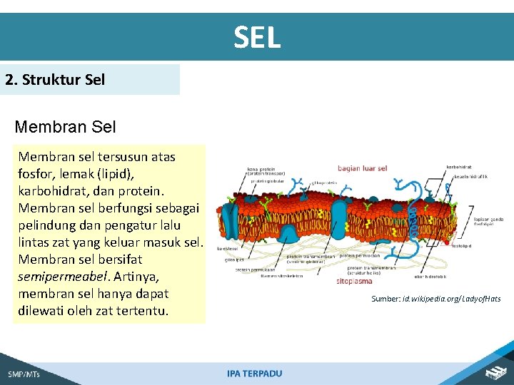 SEL 2. Struktur Sel Membran sel tersusun atas fosfor, lemak (lipid), karbohidrat, dan protein.