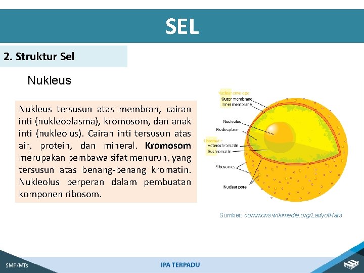 SEL 2. Struktur Sel Nukleus tersusun atas membran, cairan inti (nukleoplasma), kromosom, dan anak