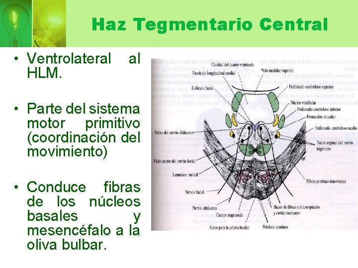 Haz Tegmentario Central • Ventrolateral HLM. al • Parte del sistema motor primitivo (coordinación
