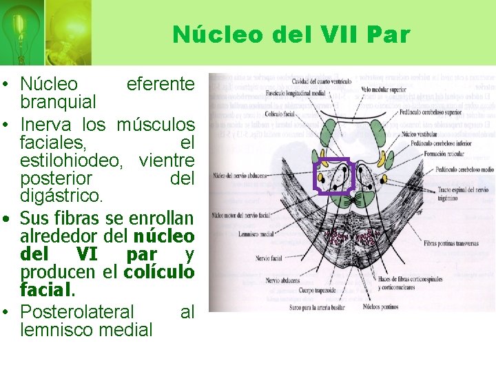 Núcleo del VII Par • Núcleo eferente branquial • Inerva los músculos faciales, el