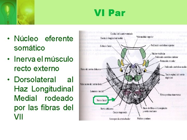 VI Par • Núcleo eferente somático • Inerva el músculo recto externo • Dorsolateral