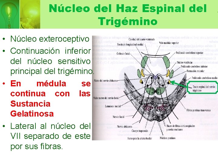 Núcleo del Haz Espinal del Trigémino • Núcleo exteroceptivo • Continuación inferior del núcleo