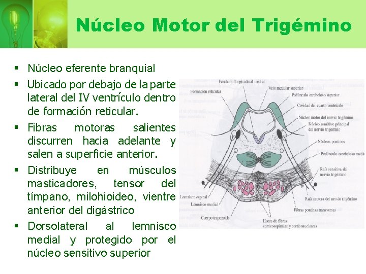 Núcleo Motor del Trigémino § Núcleo eferente branquial § Ubicado por debajo de la