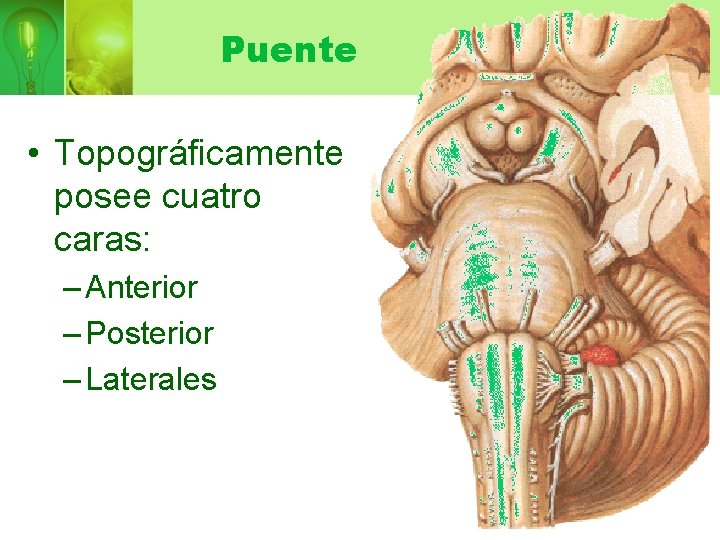 Puente • Topográficamente posee cuatro caras: – Anterior – Posterior – Laterales 