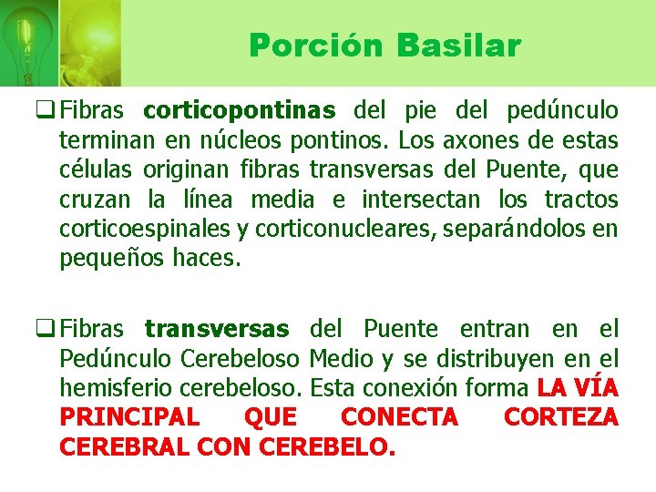 Porción Basilar q Fibras corticopontinas del pie del pedúnculo terminan en núcleos pontinos. Los