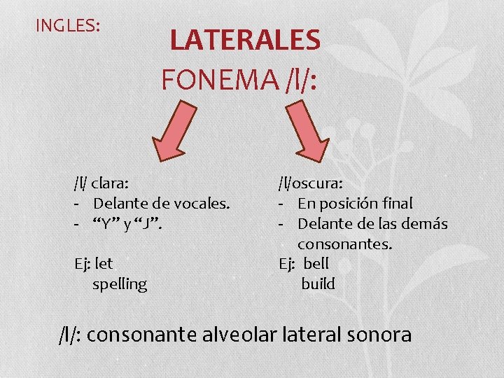 INGLES: LATERALES FONEMA /l/: /l/ clara: - Delante de vocales. - “Y” y “J”. INGLES: LATERALES FONEMA /l/: /l/ clara: - Delante de vocales. - “Y” y “J”.
