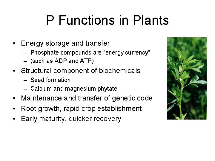 P Functions in Plants • Energy storage and transfer – Phosphate compounds are “energy