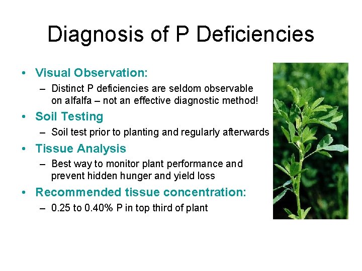 Diagnosis of P Deficiencies • Visual Observation: – Distinct P deficiencies are seldom observable