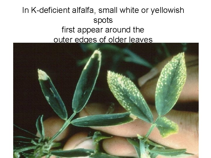 In K-deficient alfalfa, small white or yellowish spots first appear around the outer edges