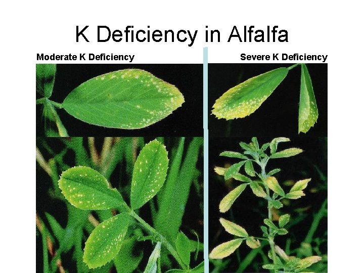 K Deficiency in Alfalfa Moderate K Deficiency Severe K Deficiency 