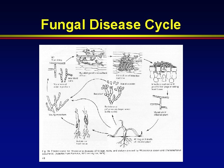 Fungal Disease Cycle 