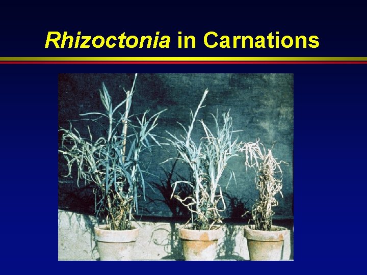 Rhizoctonia in Carnations 