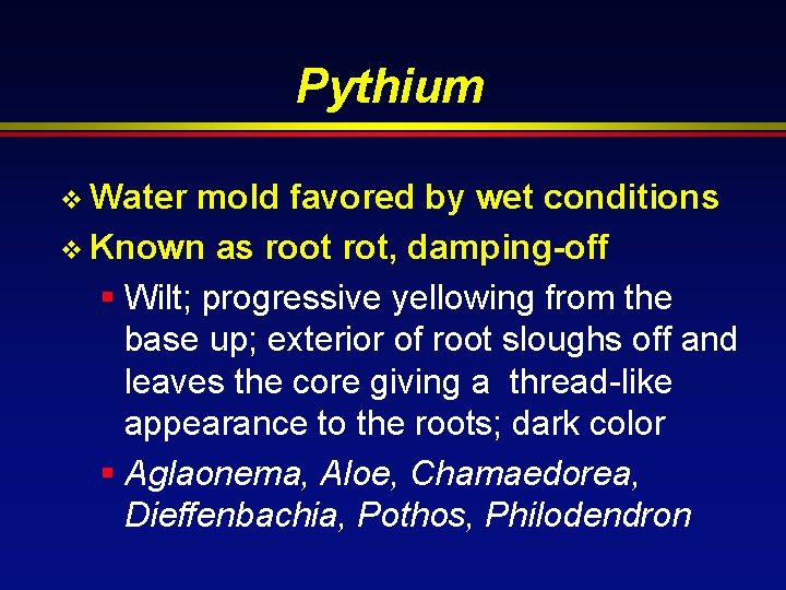 Pythium v Water mold favored by wet conditions v Known as root rot, damping-off