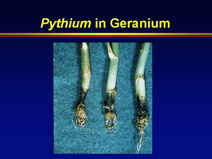 Pythium in Geranium 