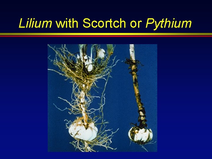 Lilium with Scortch or Pythium 