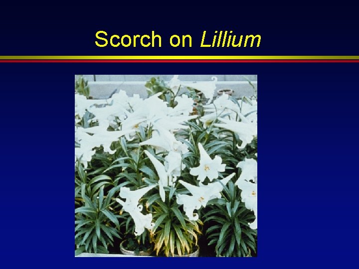 Scorch on Lillium 