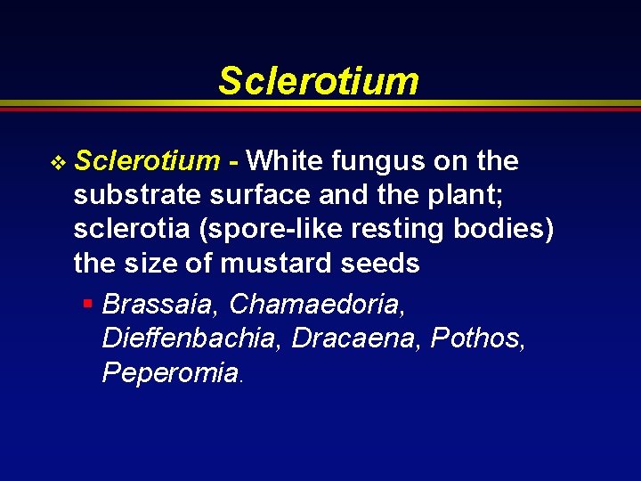 Sclerotium v Sclerotium - White fungus on the substrate surface and the plant; sclerotia