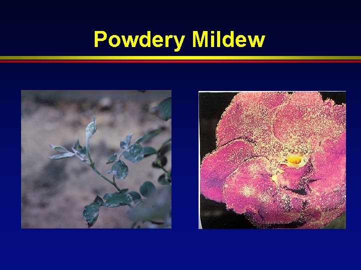 Powdery Mildew 